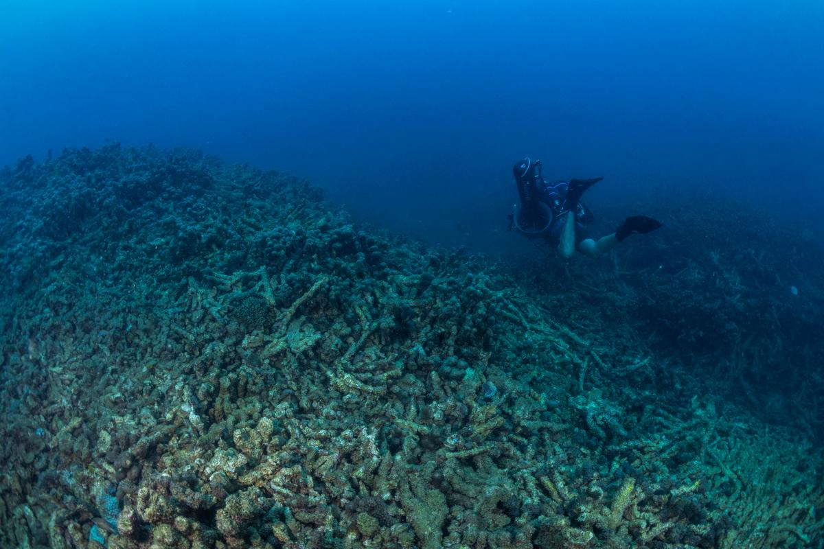 En Mayotte, el ciclón chido destruyó casi la mitad de los corales de la laguna