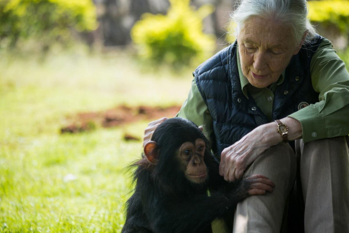 "Gracias a Jane Goodall, entendemos un poco mejor a nuestra propia especie", de Shelly Masi