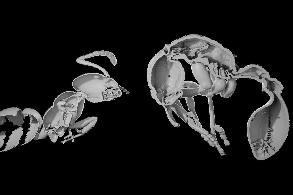 ¿Cómo colonizaron las hormigas el planeta?