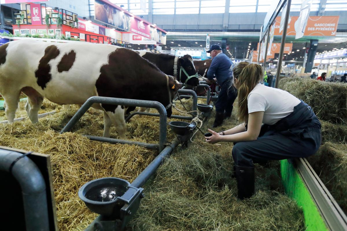 Las vacas estarán ausentes debido a dermatosis.