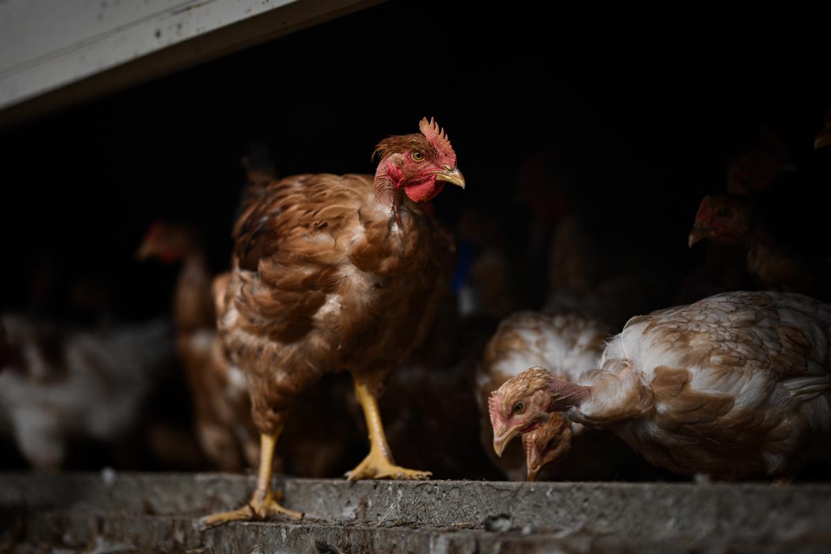 Los veterinarios y etólogos pedimos a la industria alimentaria que abandone los “pollos turbo”