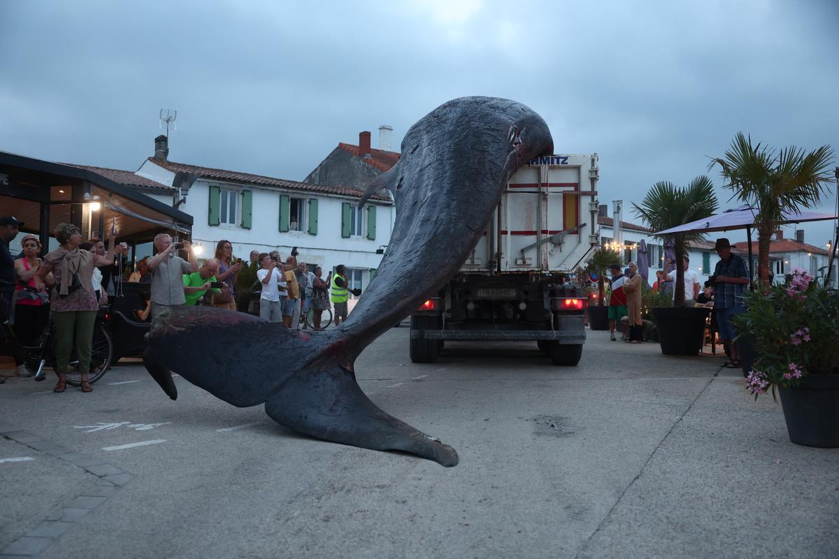 Un “evento excepcional”: una ballena varada en una playa de la isla de Ré