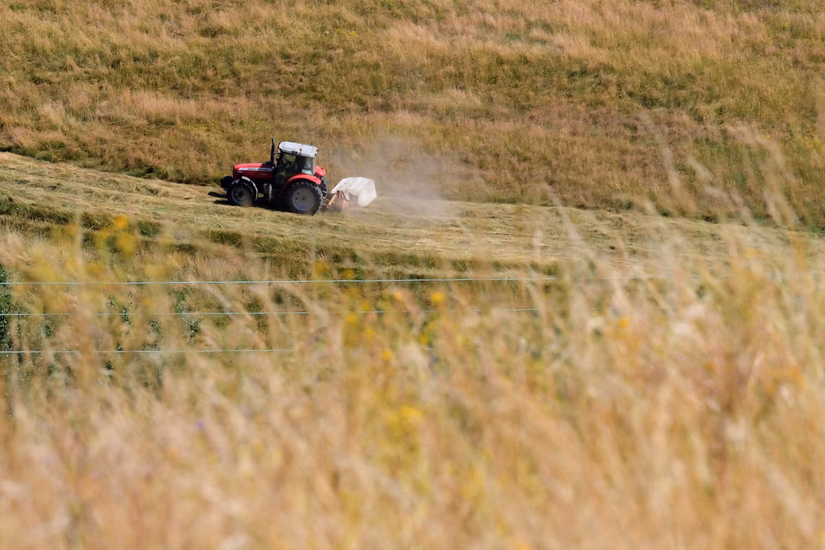 Agricultores que enfrentan una sequía histórica: “Es desgarrador ver marchitarse las cosechas”