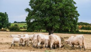 Animales estresados, criadores precarios: los incendios afectan duramente a las granjas