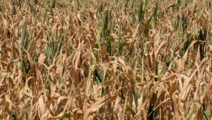 Ola de calor, sequía, incendios: 6 cifras que muestran la crisis agrícola en curso