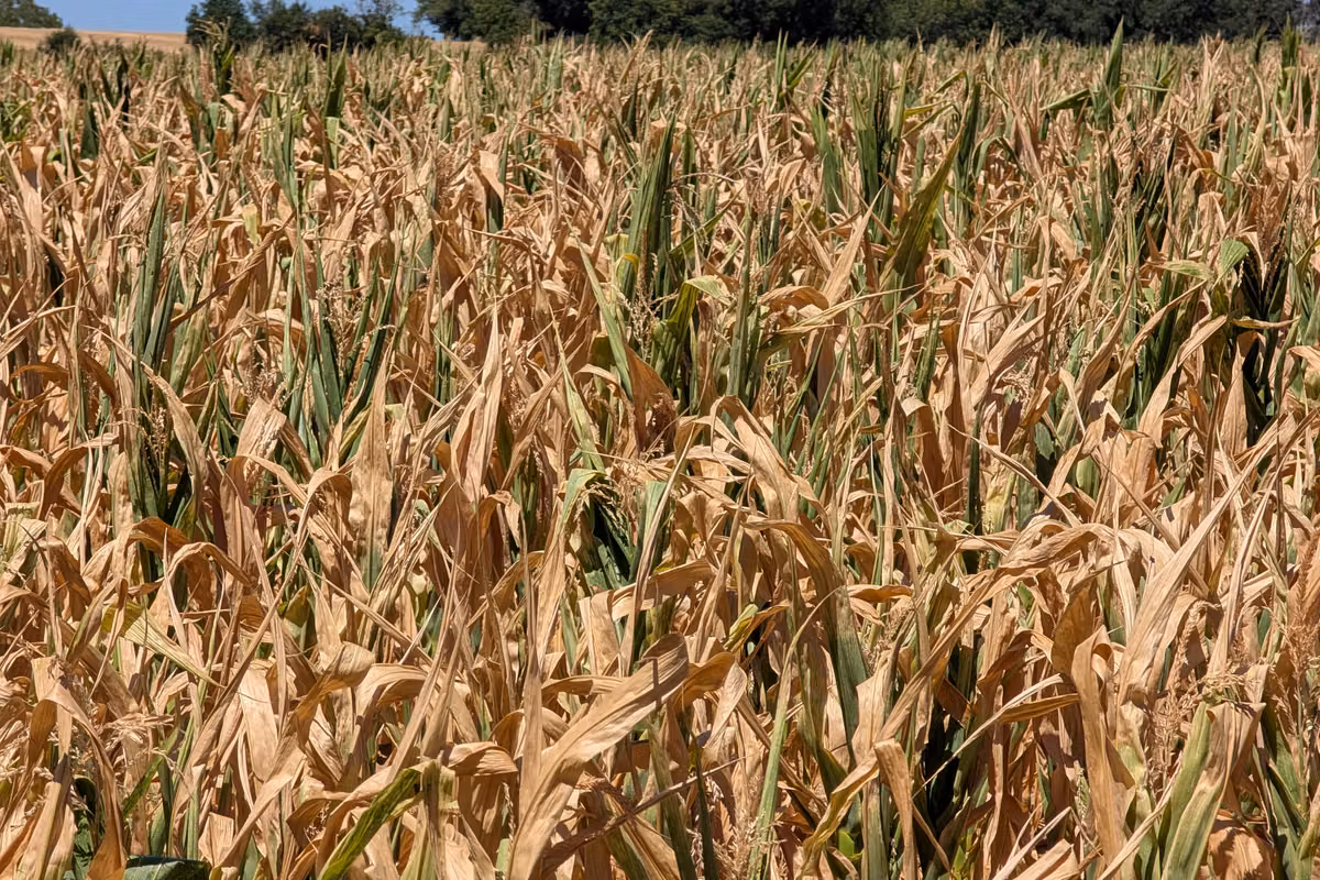 Ola de calor, sequía, incendios: 6 cifras que muestran la crisis agrícola en curso