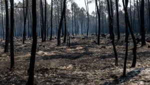 Riesgo de incendios forestales: Gironda vuelve a estar en alerta roja
