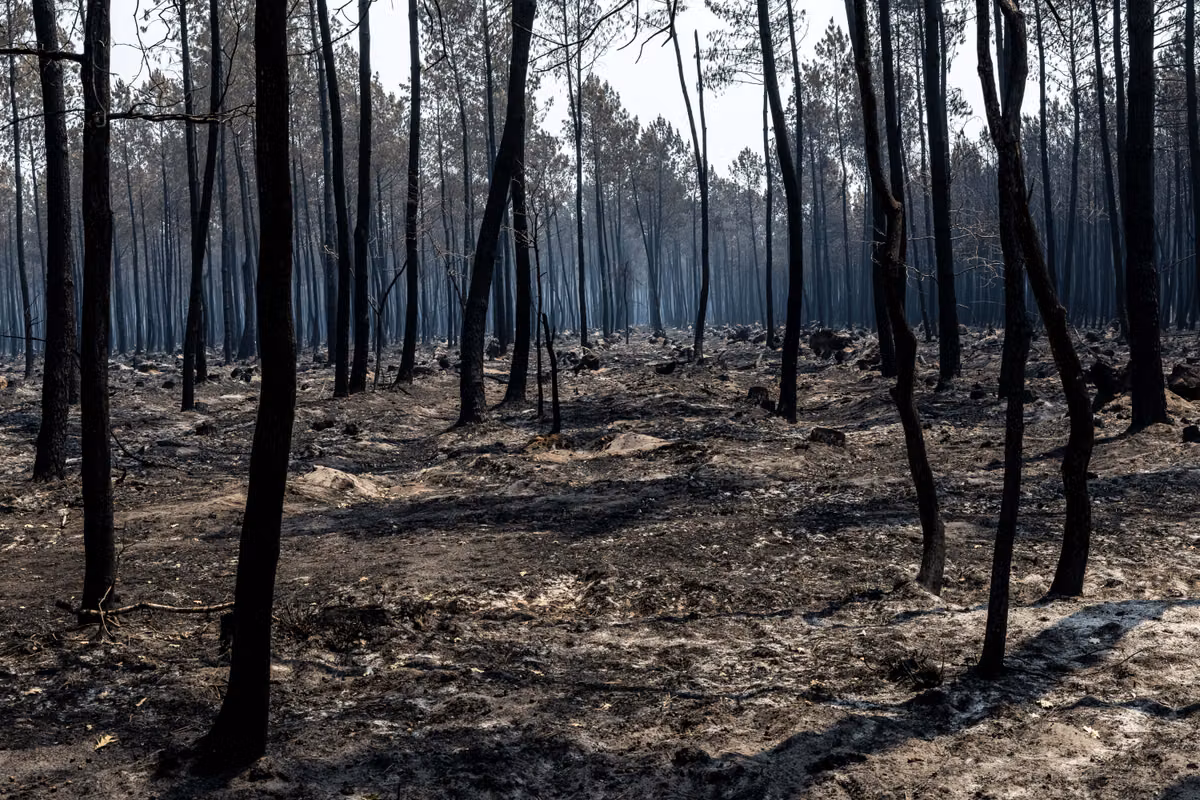 Riesgo de incendios forestales: Gironda vuelve a estar en alerta roja