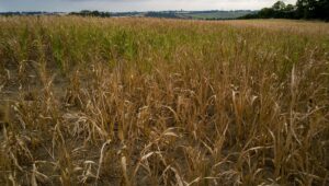 ¿Cómo puede adaptarse la agricultura a veranos cada vez más secos?