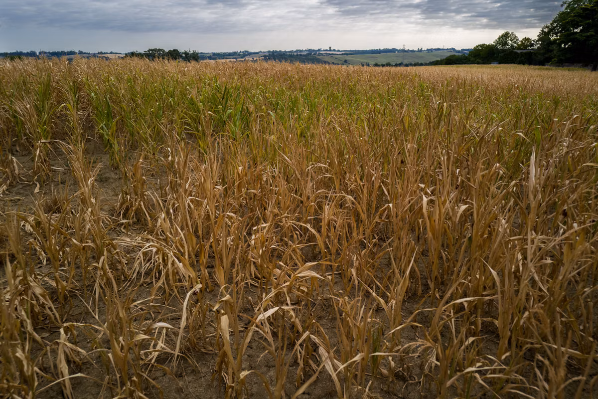¿Cómo puede adaptarse la agricultura a veranos cada vez más secos?