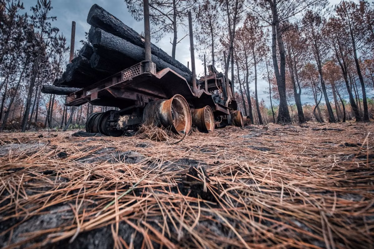 Buena gestión forestal: no confundamos las palabras de los ecologistas y las de los ecologistas