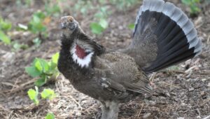 La perdiz alpina y el urogallo clasificados como aves protegidas en Francia por primera vez desde 2009