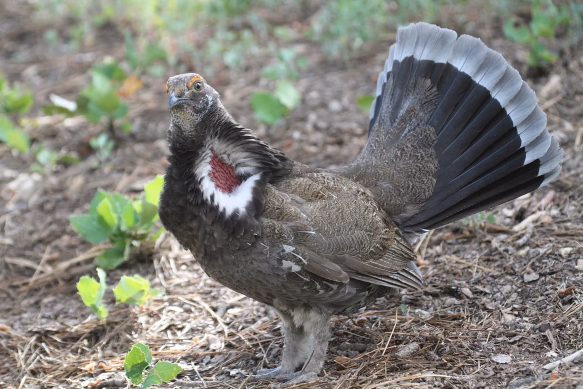 La perdiz alpina y el urogallo clasificados como aves protegidas en Francia por primera vez desde 2009